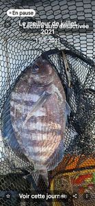 White Seabream