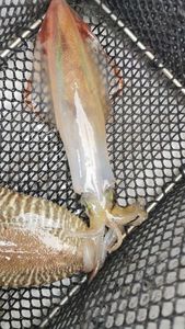 European Squid