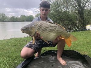 Common Carp