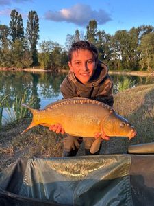 Mirror Carp