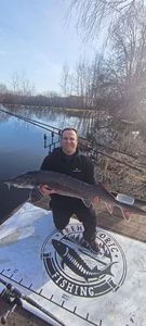 Beluga Sturgeon (European Sturgeon)