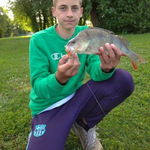 European Perch