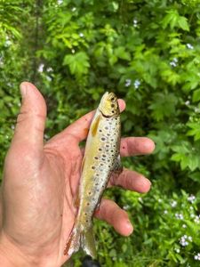 Brown Trout