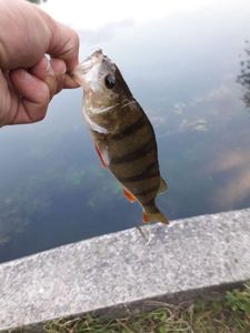 European Perch