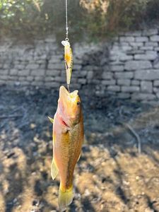 Largemouth Bass
