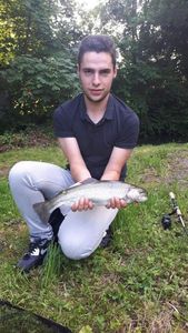 Brown Trout