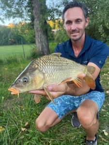 Common Carp