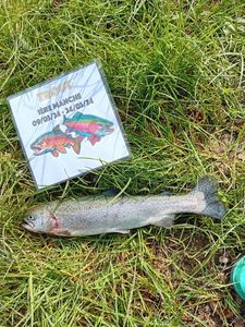 Rainbow Trout