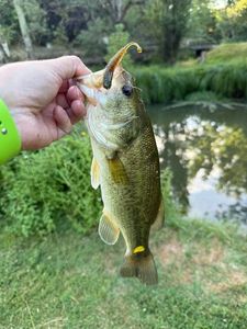 Largemouth Bass