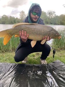 Common Carp