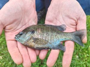 Green Sunfish