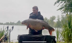 Common Carp
