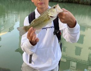 Largemouth Bass