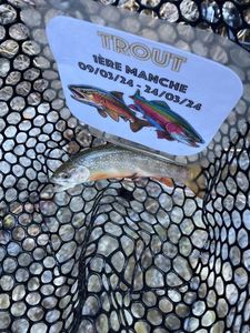 Whitespotted Char