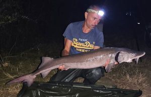 Sturgeon