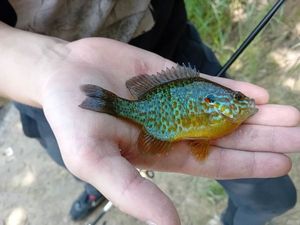 Green Sunfish