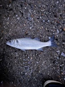 European Bass (Seabass)