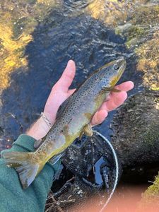 Brown Trout