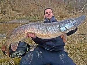 Northern Pike