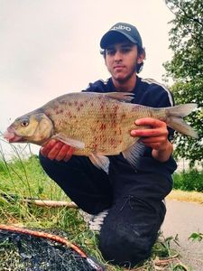 Common Bream