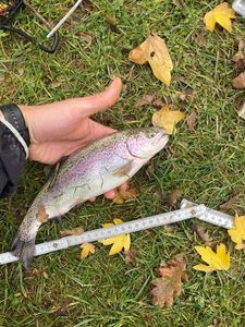 Rainbow Trout