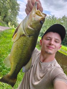 Largemouth Bass