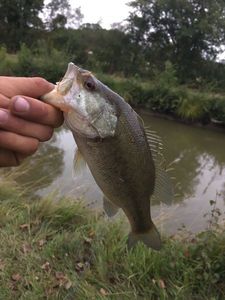 Smallmouth Bass