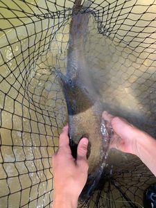 Common Bream