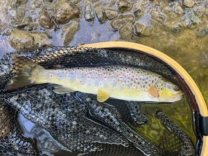 Brown Trout