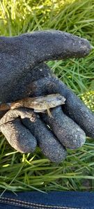 Round Goby