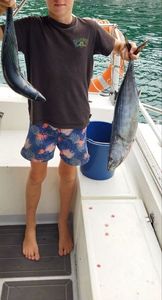 Atlantic Bonito