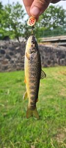 Brown Trout