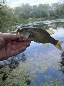 Smallmouth Bass