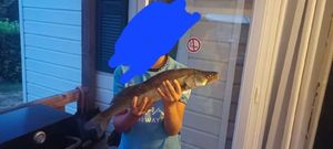 Zander