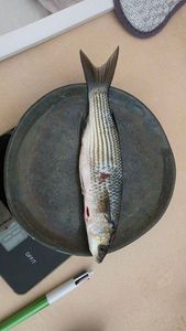 Golden Grey Mullet