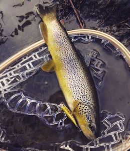 Brown Trout