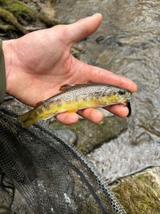 Brown Trout