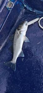 European Bass (Seabass)