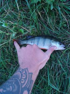European Perch
