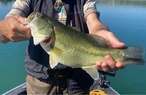 Largemouth Bass