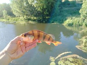 European Perch