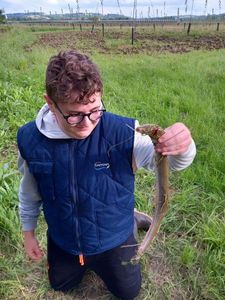 European Eel (Common Eel)