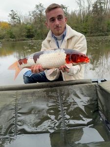 Koï Fish