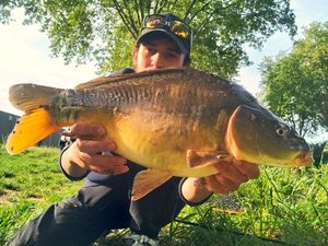 Common Carp