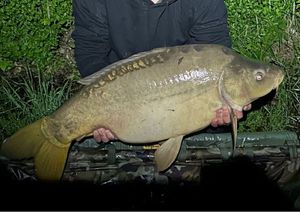 Leather Carp