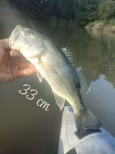 Largemouth Bass
