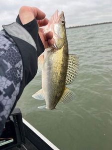 Zander