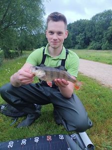 European Perch