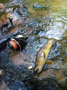 Brown Trout