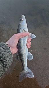 Zander